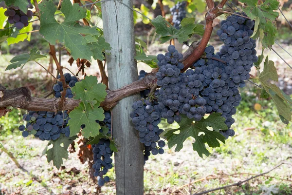 Μεγάλο τσαμπί σταφύλι κόκκινο κρασί στα δέντρα — Φωτογραφία Αρχείου