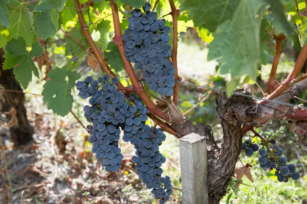 Μεγάλο τσαμπί σταφύλι κόκκινο κρασί σχετικά με τα δέντρα στο αμπέλι. — Φωτογραφία Αρχείου