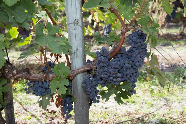Gran racimo de uvas de vino tinto en un viñedo . — Foto de Stock