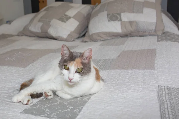 Gato bonito deitado em uma cama com lençóis brancos — Fotografia de Stock