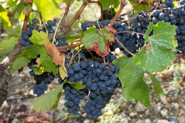 Bando de uvas de vinho tinto penduradas no vinho — Fotografia de Stock