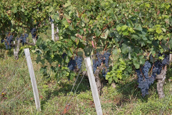 Trossen van rode wijn druiven opknoping op de wijn — Stockfoto