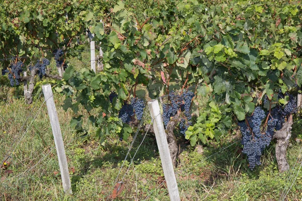 Manojos de uvas de vino tinto colgando del vino — Foto de Stock