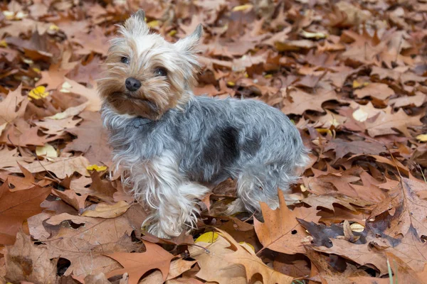 Yorkshire Dog nas folhas de outono fora — Fotografia de Stock