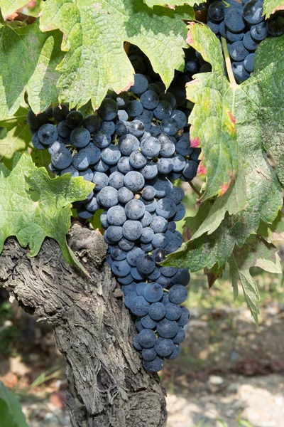 Uvas tintas en el viñedo, racimos de vino tinto — Foto de Stock