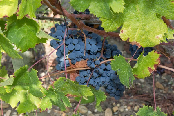 Uvas vermelhas na vinha, cachos de vinho tinto — Fotografia de Stock