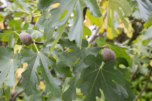 Higos en la rama de una higuera — Foto de Stock