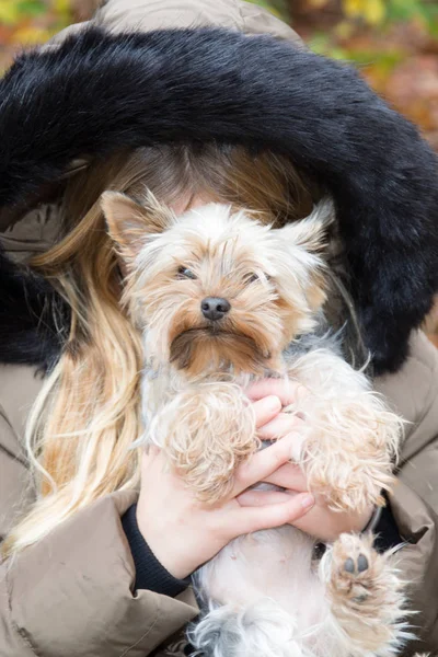 Hidden girl behind a dog