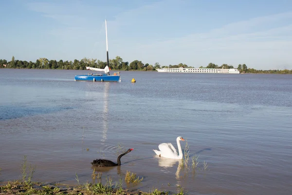 Par de cisne de pássaro em um lago — Fotografia de Stock