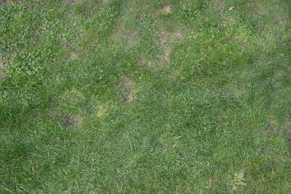 Parte del jardín, césped natural verde para el fondo de pantalla — Foto de Stock