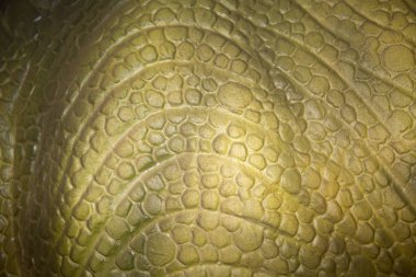 Arka plan veya dinozor cilt veya büyük bir Afrika memeli ile yapılan duvar kağıdı