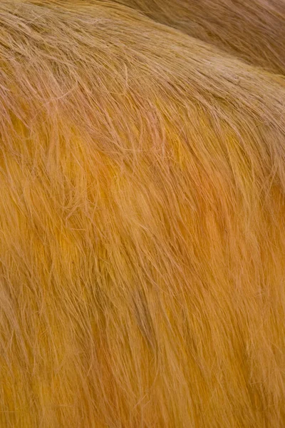 Zoom on animal hair, mamiferes brown yellow hairs