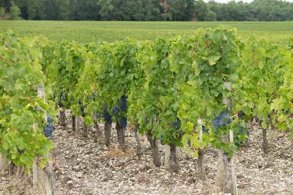 vineyard of Bordeaux french vine