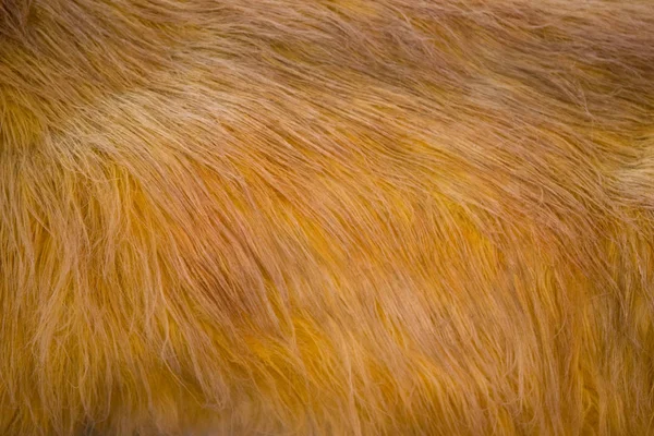 Zvířecí textury pro pozadí, žlutá a hnědá — Stock fotografie