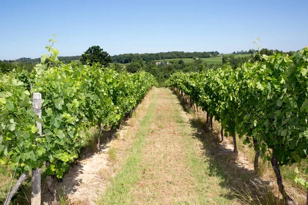 Sommardag i medoc vingårdar på bordeaux Frankrike, bäst vinet i världen — Stockfoto