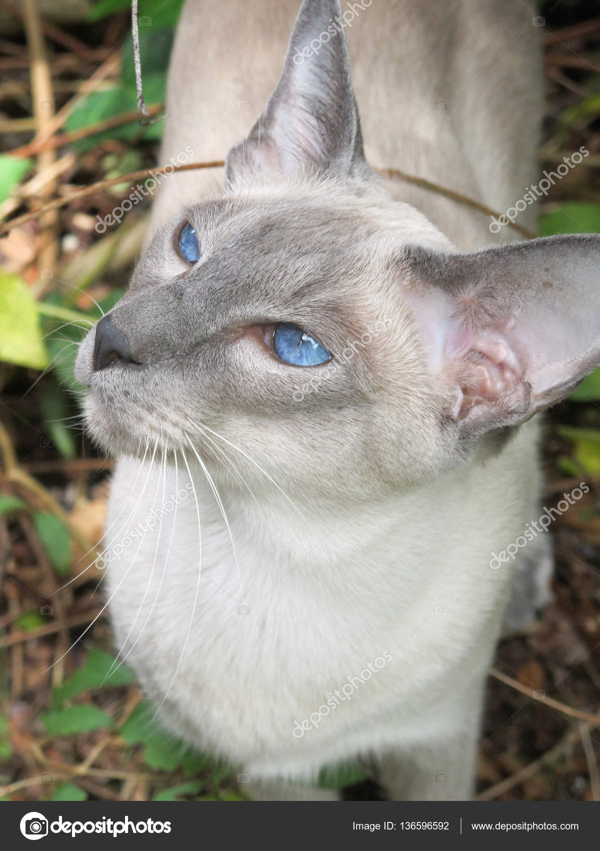 blue oriental cat