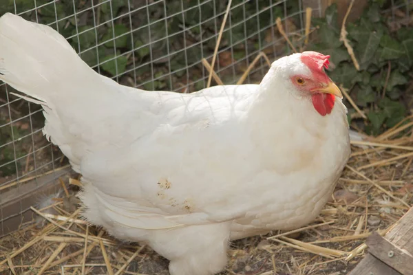 Profilja a fehér csirke, tyúk — Stock Fotó