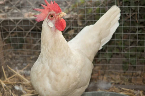 Porträt einer weißen Henne im Hühnerstall — Stockfoto