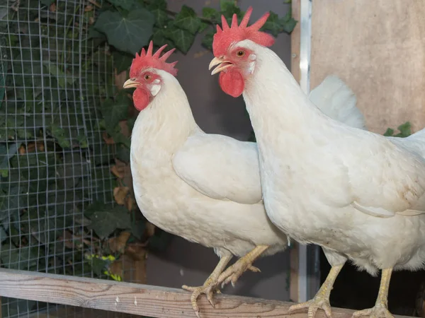 Δύο όμορφες κοτόπουλα έξω στο αγρόκτημα — Φωτογραφία Αρχείου