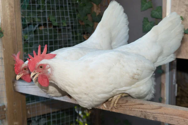 Ein paar weiße Hühner lehnen sich nach vorne — Stockfoto