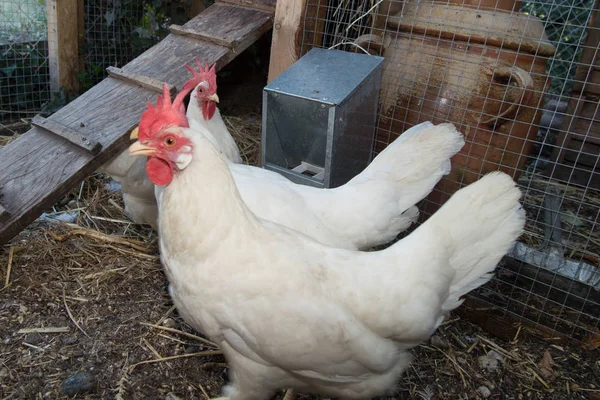 Dos pollos blancos y rojos — Foto de Stock