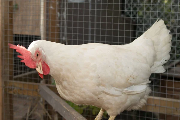 Retrato de una gallina blanca —  Fotos de Stock