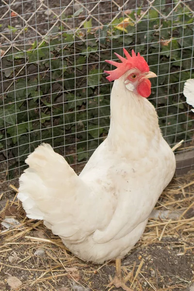 A white hen with a pink collar is very proud of her — Stock Photo, Image