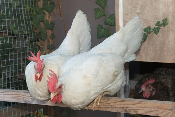 Две соседние курицы ищут еду — стоковое фото