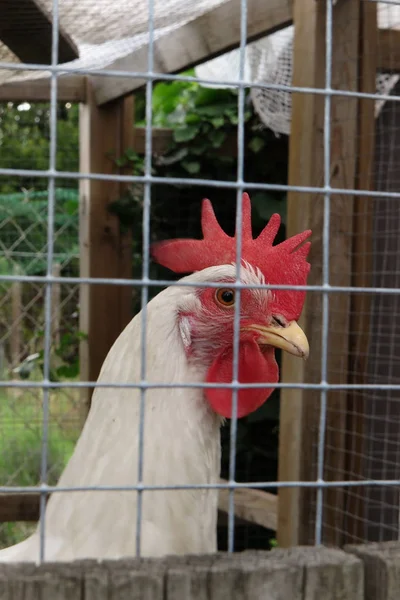 Retrato de cerca de la cabeza de una polla o una gallina blanca detrás de la cerca del gallinero — Foto de Stock