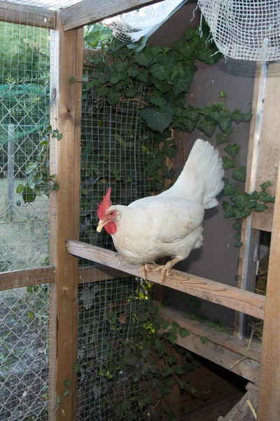 白の鶏小屋で鶏 — ストック写真