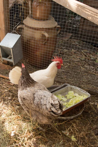 Chickens in a henhouse eating — Stock Photo, Image