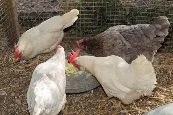 In einem Hühnerstall isst eine Gruppe Hühner — Stockfoto