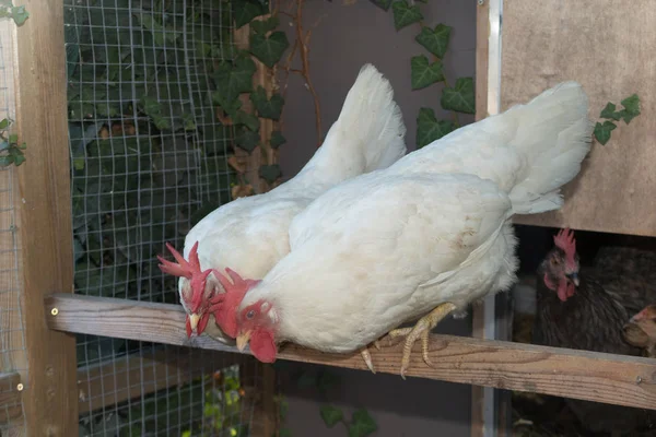 Два белых цыпленка в курятнике смотрят на землю, чтобы поесть. — стоковое фото
