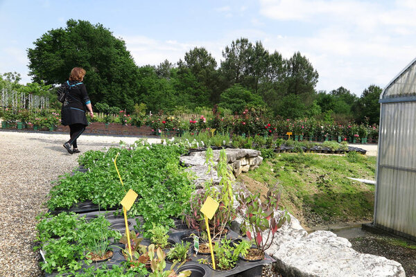 Оператор питомника с растениями в открытом садовом центре
