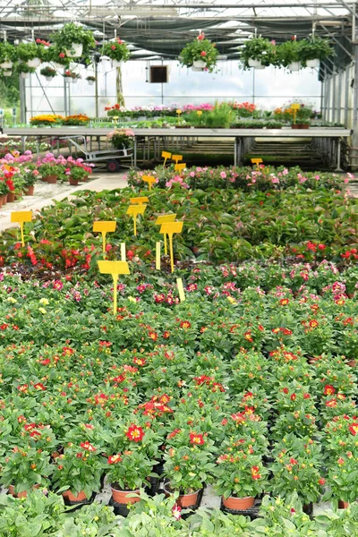 Wiele kolorowych kwiatów są na sprzedaż w handlowym centrum ogrodnicze — Zdjęcie stockowe