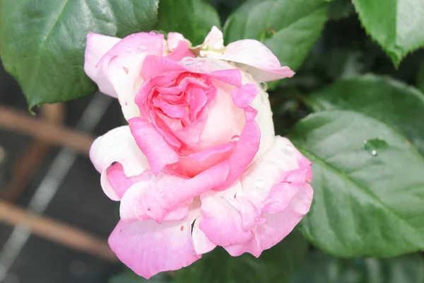 Detail einer gut geöffneten Rose im Garten — Stockfoto