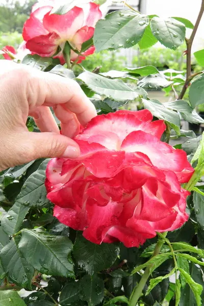 Tangan wanita meraih mawar merah muda bunga di taman — Stok Foto