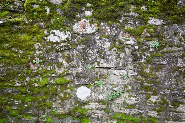 Ländlichen Stil Hintergrund mit einer Steinmauer von verrücktem Gras überfallen — Stockfoto