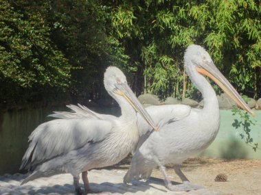 iki gri Pelican sudan çeker ve kenarında yürüyor