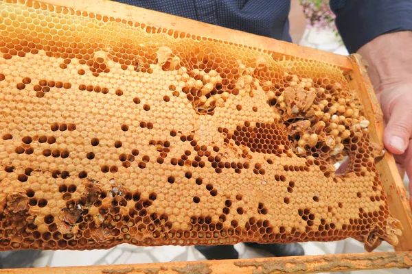 Мбаппе парится с медовой пчелой — стоковое фото