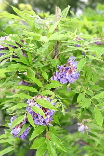 Pozadí nebo tapety s fialovou wistárie rostlin — Stock fotografie