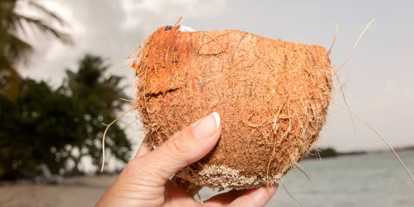 Nahaufnahme einer schönen frischen Kokosnuss in tropischer Umgebung — Stockfoto