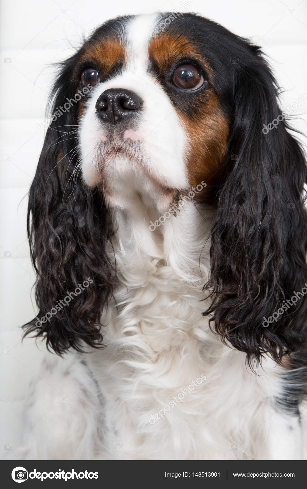 cavalier king tricolor