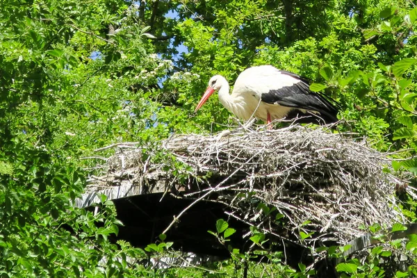 White and black stork in its nest height tree