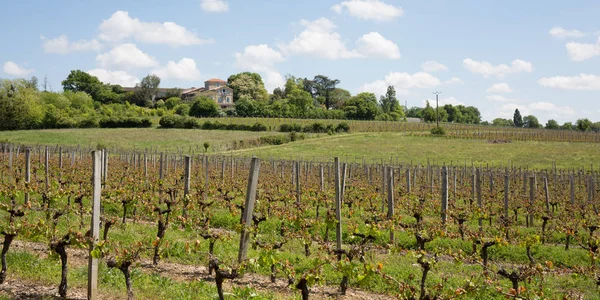 Vinodlingar, nära Bordeaux i Frankrike — Stockfoto