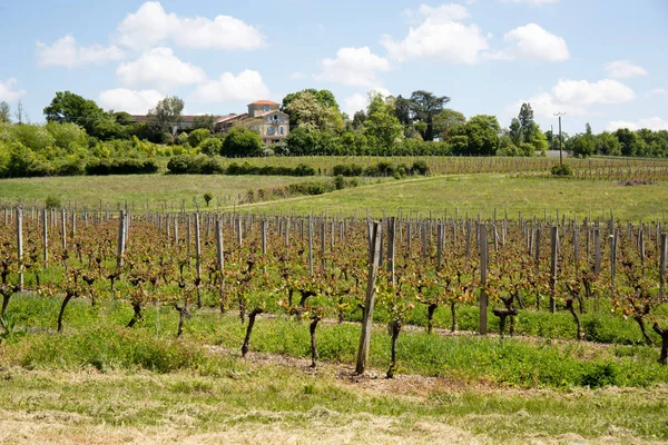 Vineyards in the Bordeaux region during the spring — Stock Photo, Image