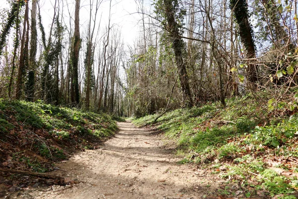 Cesta Lane Chodníku Zelenými Stromy Lese Krásná Alej Cesta Lesem — Stock fotografie