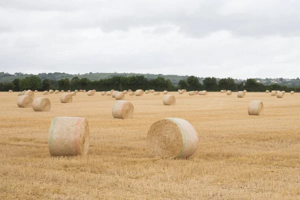 Halmbalar Sommar Fält Med Höbalar — Stockfoto