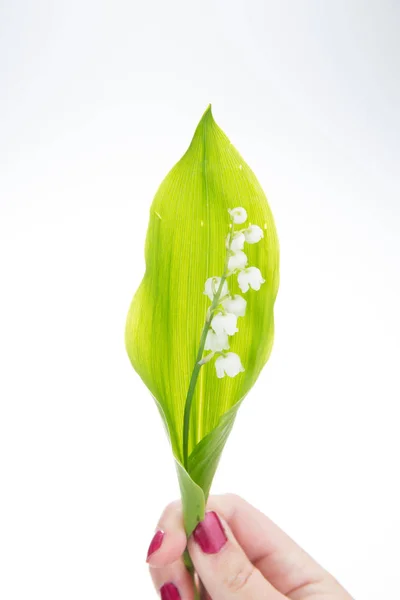 Dans Main Femme Brindilles Lilly Vallée Isolées Contre Blanc — Photo