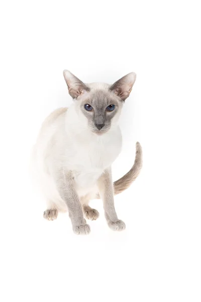 Siamese Cat Encontra Fundo Branco Interior — Fotografia de Stock